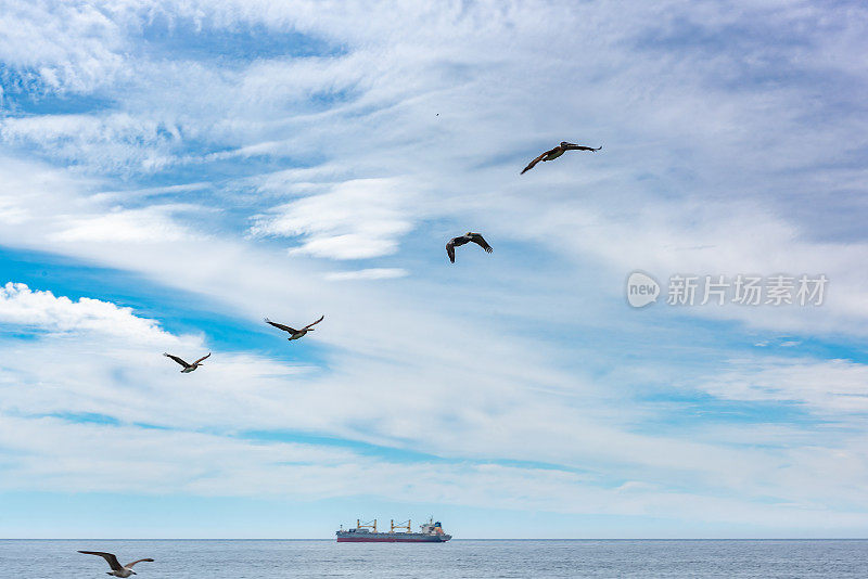 鹰飞过Nueva Marina大道，Viña del Mar，智利